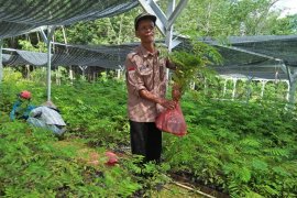 KPH Tabalong prepares free seedlings to support Green Revolution