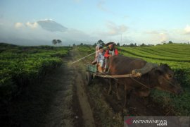 ANGKUTAN PETANI KERINCI Page 1 Small