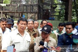 Pusat Suaka Orangutan Arsari didirikan di Kabupaten Penajam