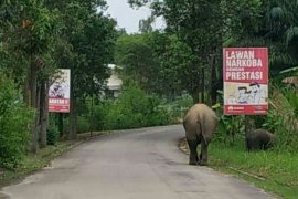 Aksi Gajah Seruni dan Rimba bermain menarik perhatian