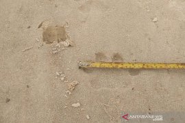 Harimau berkeliaran di perbatasan Pekanbaru Kampar, BBKSDA Riau minta warga waspada