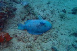 Beberapa jenis ikan ditemukan mati di Teluk Triton, Papua Barat