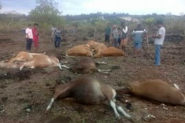 Belasan ekor sapi di Kupang mati tersambar petir, peternak rugi puluhan juta