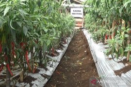 Kabupaten Sukabumi surplus cabai merah capai 200 kuintal tiap tahun