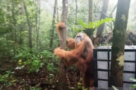 Seekor Orangutan Tapanuli dilepasliarkan di cagar alam Sibual-buali