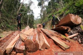 PEMBALAKAN TAMAN NASIONAL DI JAMBI Page 1 Small