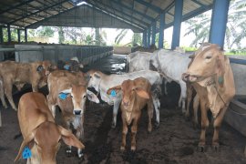 Kementan membantah sapi indukan bantuan pemerintah terkena malnutrisi