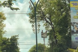 Pohon perindang Jalan Sudirman dirapikan