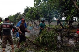 Sejumlah pohon di Kediri tumbang diterjang angin kencang
