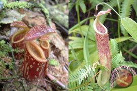 Tim Gakkum KLHK tahan penjual kantong semar ke Taiwan