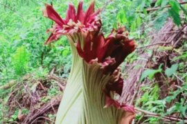 Ada bunga bangkai Amorphophallus Titanium Mekar di Agam