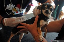 Di Mukomuko, 30 orang kena gigitan hewan penular rabies