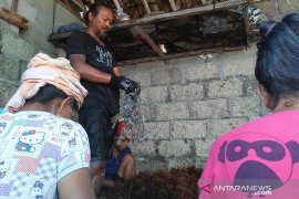 Petani Nusa Penida-Bali kembali bergairah budidayakan rumput laut