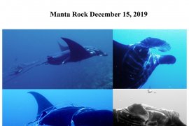 Wisatawan temukan ikan Pari Manta terlilit tali di Raja Ampat