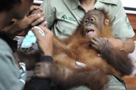 BKSDA Bali translokasi orangutan ke SOCP Sumatera Utara