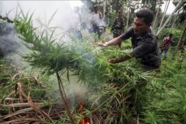 Pemusnahan ladang ganja