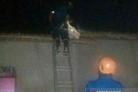 Seorang kakek di Bekasi tewas disengat tawon ndas