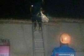 Damkar Bekasi minta warga tidak evakuasi sendiri sarang tawon ndas, tapi laporkan