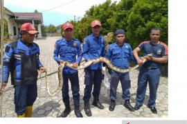 Warga Babel diminta waspadai ular paling mematikan