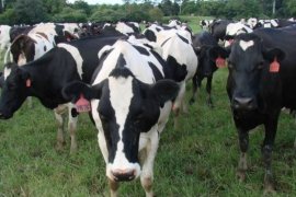 Kementan  jamin stok daging surplus sebesar 19.197 ton