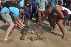 Pelepasliaran penyu sitaan di Kuta