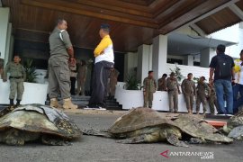 Tuntut keadilan ekologis, 4 bangkai penyu dibawa ke kantor gubernur
