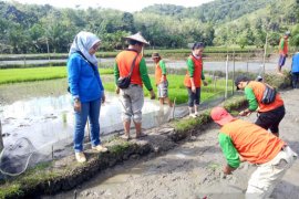 Bupati Landak minta kualitas varietas padi lokal Palawakng ditingkatkan
