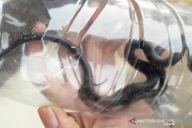 Dinkes Bogor imbau setiap RS siapkan serum antibisa ular