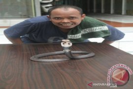 Akademisi ungkap alasan ular sering masuk permukiman saat musim hujan