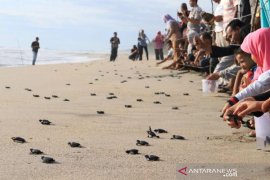 Sang "pahlawan" penyu