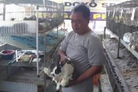 Permintaan daging kelinci meningkat saat libur Natal dan tahun baru