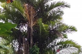 Bupati  minta masyarakat lestarikan tanaman  sagu