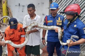 Ular Sanca tiga meter muncul di permukiman warga
