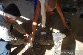 Warga tangkap buaya muara masuk di jaring nelayan