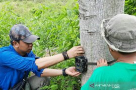 BKSDA installs six other camera traps to avert human-tiger conflict