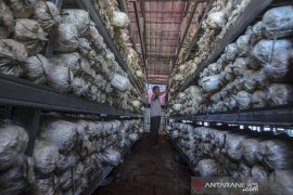 Produksi Baglog jamur tiram