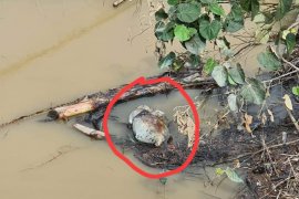 Warga temukan bangkai babi dihanyutkan didekat jembatan Sungai Wampu Langkat