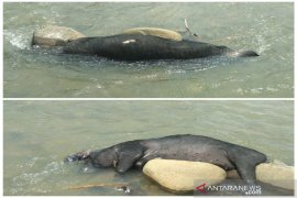 Sungai Garoga Tapsel dicemari bangkai babi