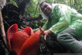 The World's Largest Rafflesia Flower blooms in Agam