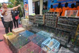 Polisi gagalkan penyelundupan ratusan burung cucak ijo