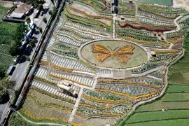 Magetan punya kebun bunga 'instagramable'