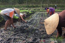BPS: Nilai tukar petani naik tipis 0,56 persen