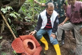 Wagub Sumbar lihat Bunga Rafflesia Tuan-mudae terbesar di dunia