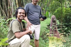 Warga Sibolangit dihebohkan tumbuhnya bunga bangkai langka