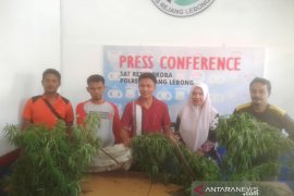 Kebun ganja di Rejang Lebong, polisi cari pemiliknya