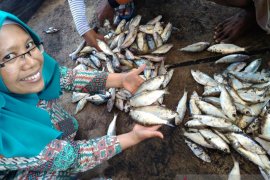 Pakar pangan Unej bagikan tips mencegah keracunan ikan tongkol