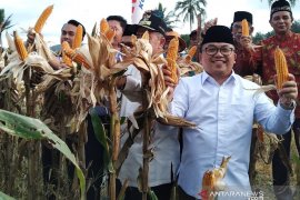 Limapuluh Kota bisa jadi sentra penghasil jagung wilayah barat