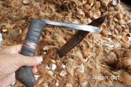 Sebagian suku Banjar Inhil masih geluti usaha kelapa