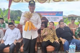 Demplot jagung sukses, ekonomi Limapuluh Kota berpotensi meningkat