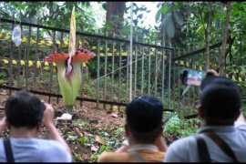 Bunga bangkai mekar di Bogor